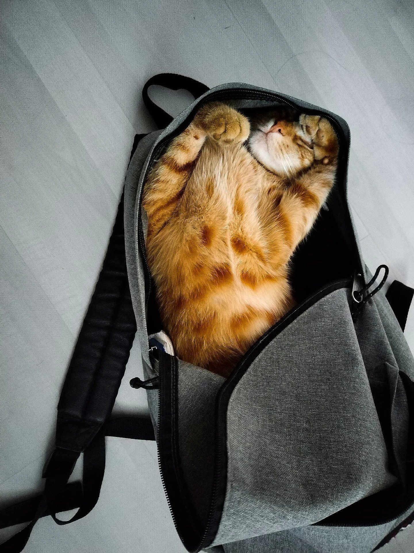 Sauveur participe au concours pour gagner de l'argent avec cette photo : cat, orange_tabby, backpack, sleeping, cozy, indoor, pet, fur, paws, napping, gray, zipper, floor, cute, relaxed, animal, feline, soft, resting, domestic_cat