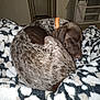 Barrett is registered to the contest to win money with this photo: animal, blanket, brown_fur, canine, collar, comfort, cozy, dog, door, fur, furniture, indoor, living_room, patterned_blanket, pet, relaxing, resting, sleeping, television, white_fur