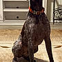 Barrett is registered to the contest to win money with this photo: animal, attentive, brown, canine, carpet, chew_toy, collar, console, dog, floor, furniture, german_shorthaired_pointer, home, indoor, key, living_room, pet, shelf, sitting, toy