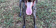 Barrett is registered to the contest to win money with this photo: active, animal, brown, canine, chewed_toy, collar, daylight, dog, excited, field, frisbee, grass, happy, nature, outdoor, pet, play, speckled_coat, summer, tongue