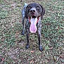 active, animal, brown, canine, chewed_toy, collar, daylight, dog, excited, field, frisbee, grass, happy, nature, outdoor, pet, play, speckled_coat, summer, tongue