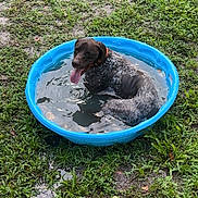 Barrett is registered to the contest to win money with this photo: animal, blue_pool, canine, collar, daytime, dog, grass, happy, mud, nature, outdoor, pet, playful, pool, relaxing, sitting, summer, tongue, water, wet