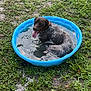 animal, blue_pool, canine, collar, daytime, dog, grass, happy, mud, nature, outdoor, pet, playful, pool, relaxing, sitting, summer, tongue, water, wet