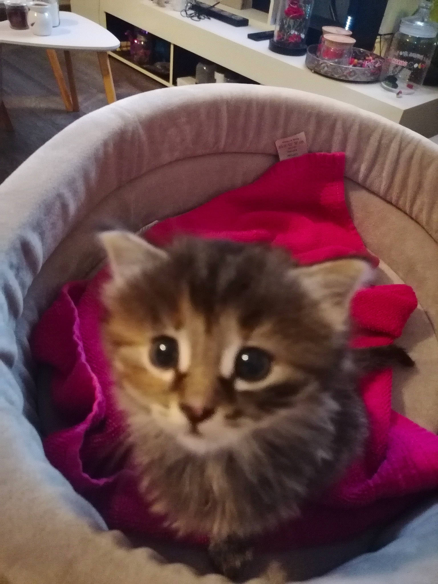 Boo participe au concours pour gagner de l'argent avec cette photo : cardboard, carnivore, cat, cat_bed, cat_supply, comfort, couch, domestic_short_haired_cat, fawn, felidae, furniture, hardwood, living_room, pet_supply, room, small_to_medium_sized_cats, snout, tail, whiskers, wood