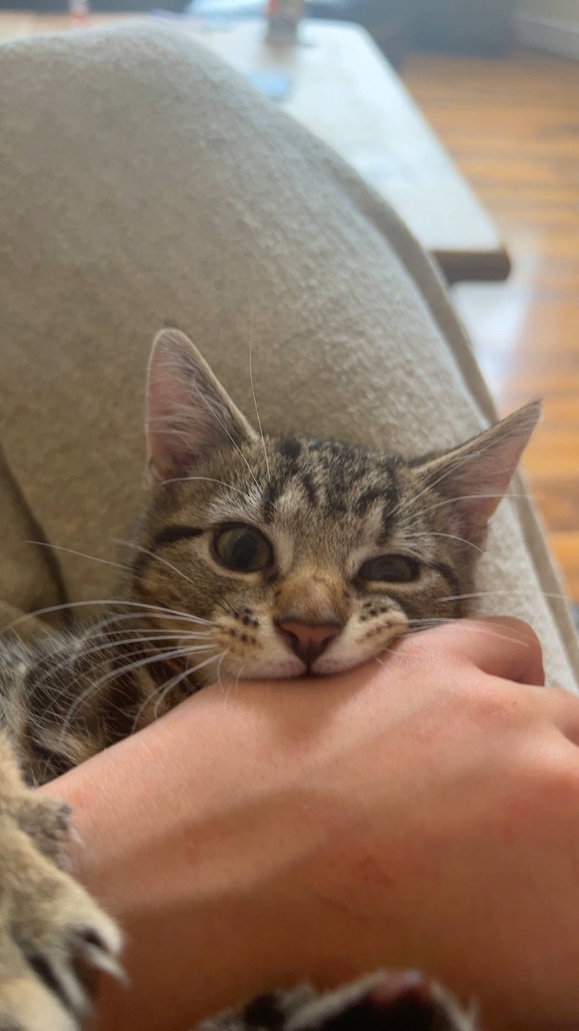 Simba joined the competition — help win amazing prizes! carnivore, cat, claw, comfort, domestic_short_haired_cat, ear, felidae, fur, gesture, hand, nail, paw, small_to_medium_sized_cats, snout, terrestrial_animal, whiskers