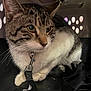 Nicki is registered to the contest to win money with this photo: cat, tabby_cat, pet_carrier, indoor, animal, feline, whiskers, fur, closeup, eyes, black_strap, metal_clip, curious, domestic_cat, pet, sitting, cage, container, striped, alert