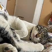 Nicki is registered to the contest to win money with this photo: cat, tabby, sleeping, indoor, bed, floral_pattern, cozy, pet, cute, relaxed, fur, whiskers, paw, domestic_animal, resting, animal, closeup, comfort, cute_pet, peaceful