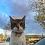 Nicki is registered to the contest to win money with this photo: cat, tabby, collar, bell, car, vehicle, outdoor, sky, cloudy, tree, parking_lot, pet, animal, fur, whiskers, alert, daytime, nature, domestic_cat, portrait