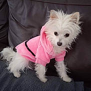 Channel a rejoint le concours — aidez-le/la à gagner de superbes lots ! animal, blanket, companion, couch, cozy, curious, cute, dog, domestic, fur, furry, home, hoodie, indoor, pet, pink_clothing, portrait, small_dog, standing, white_dog