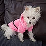 animal, blanket, companion, couch, cozy, curious, cute, dog, domestic, fur, furry, home, hoodie, indoor, pet, pink_clothing, portrait, small_dog, standing, white_dog