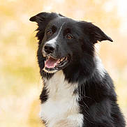 Spirou participe au concours pour gagner de l'argent avec cette photo : dog, black_and_white, border_collie, portrait, close_up, smiling, open_mouth, outdoor, fluffy, fur, ears, eyes, nose, teeth, white_chest, happy, pet, animal, blurred_background, natural_light