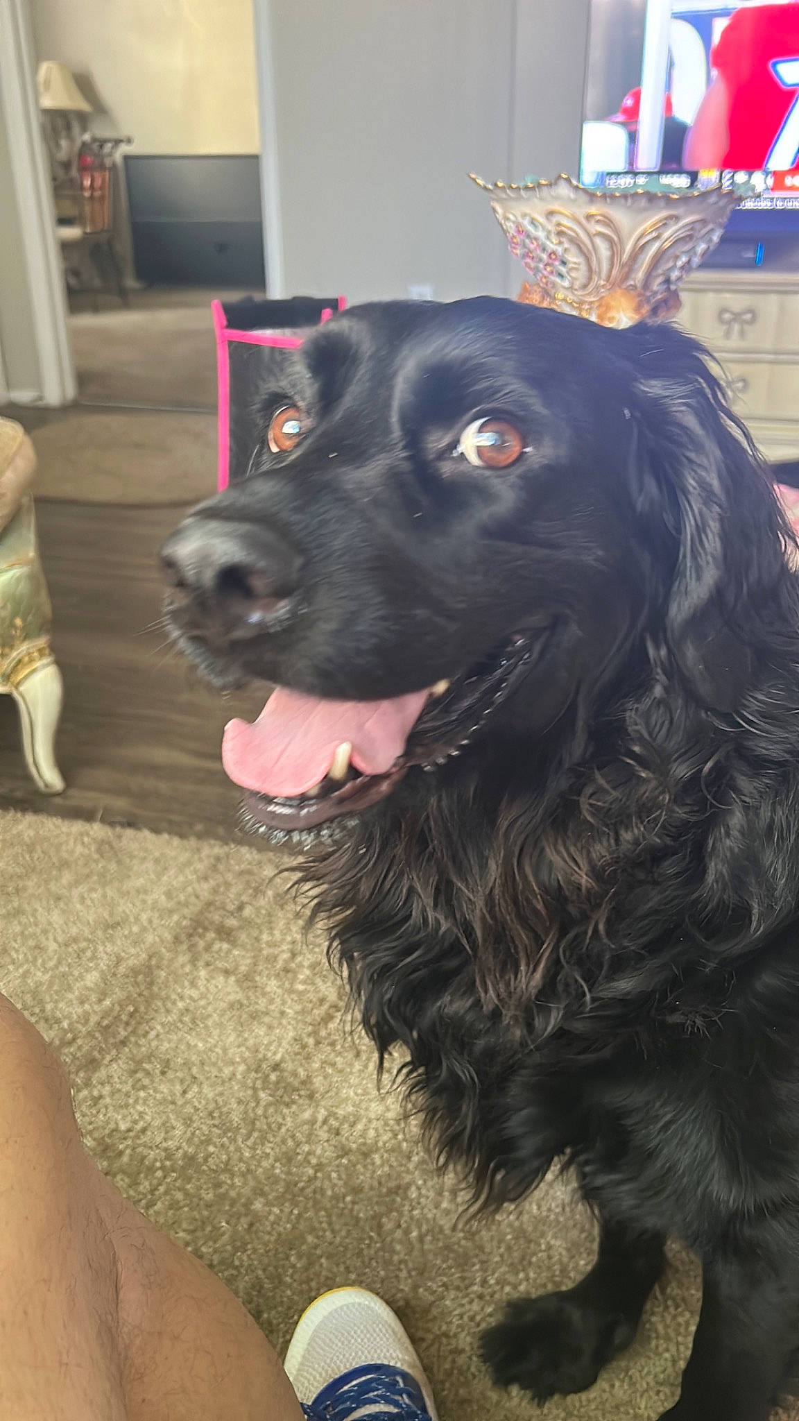 Colby is registered to the contest to win money with this photo: borador, canidae, carnivore, cocker_spaniel, collar, companion_dog, dog, dog_breed, dog_collar, fur, gun_dog, hunting_dog, liver, retriever, snout, spaniel, sporting_group, whiskers, working_animal, working_dog