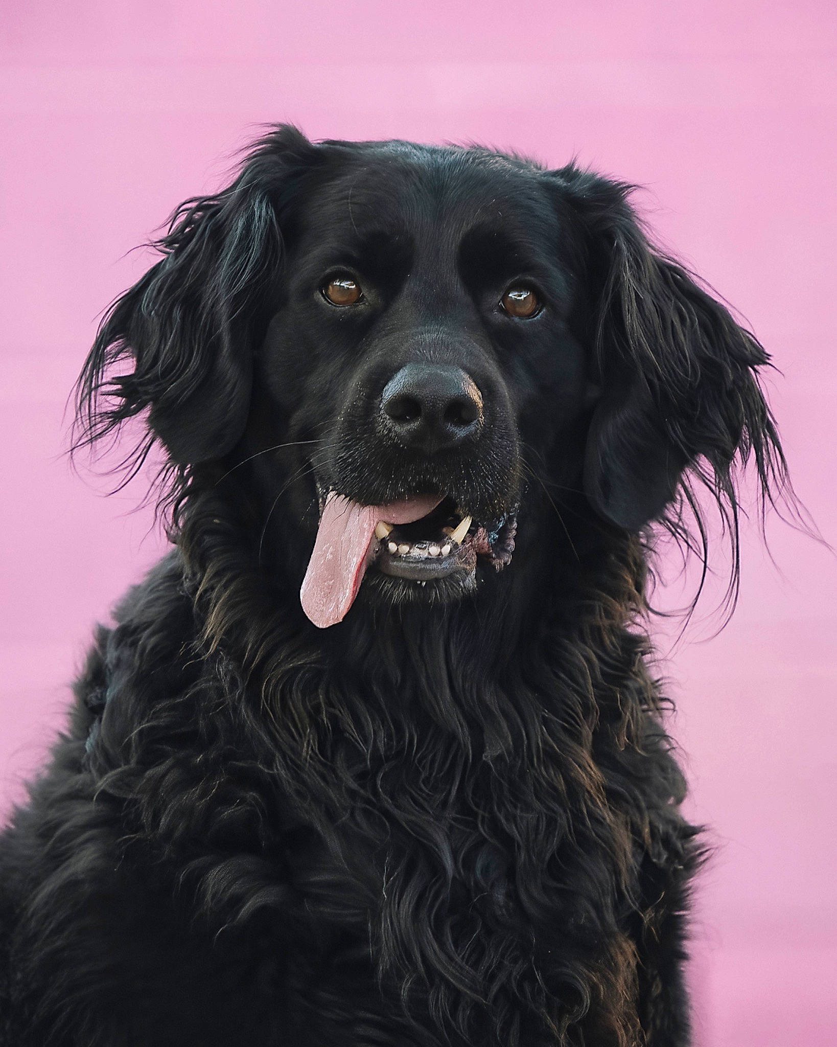 Colby is registered to the contest to win money with this photo: borador, carnivore, companion_dog, dog, dog_breed, fur, gun_dog, liver, snout, sporting_group, working_animal, working_dog