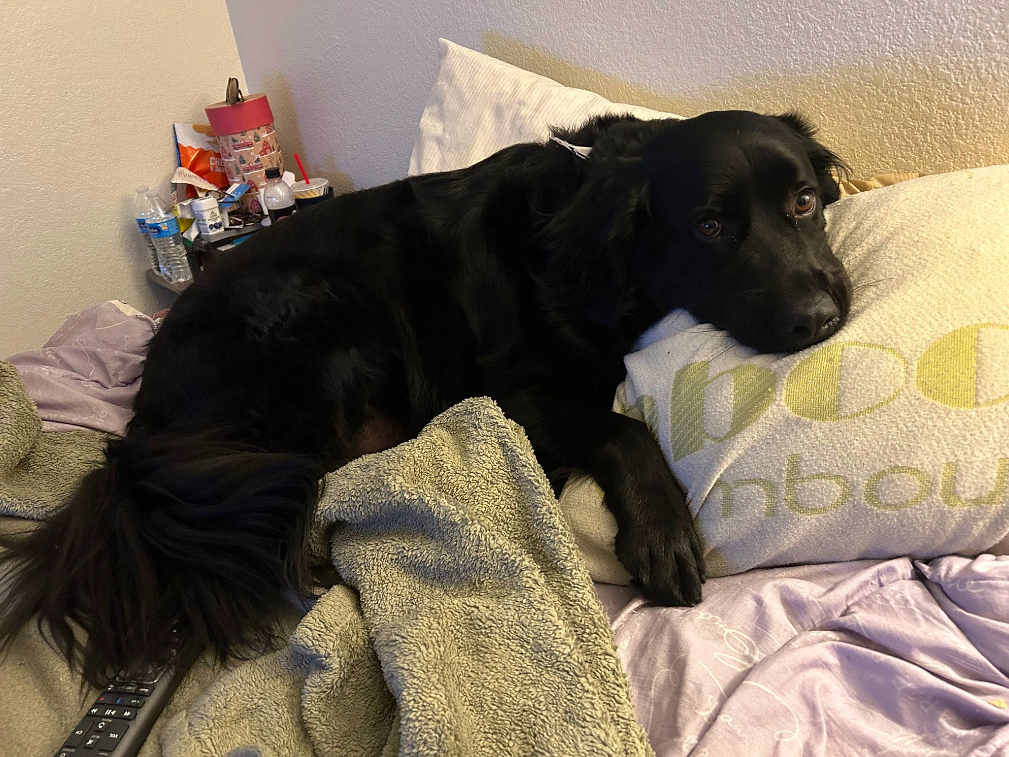 Colby is registered to the contest to win money with this photo: borador, carnivore, comfort, companion_dog, dog, dog_breed, fur, guard_dog, gun_dog, liver, sporting_group, tail, terrestrial_animal, working_animal