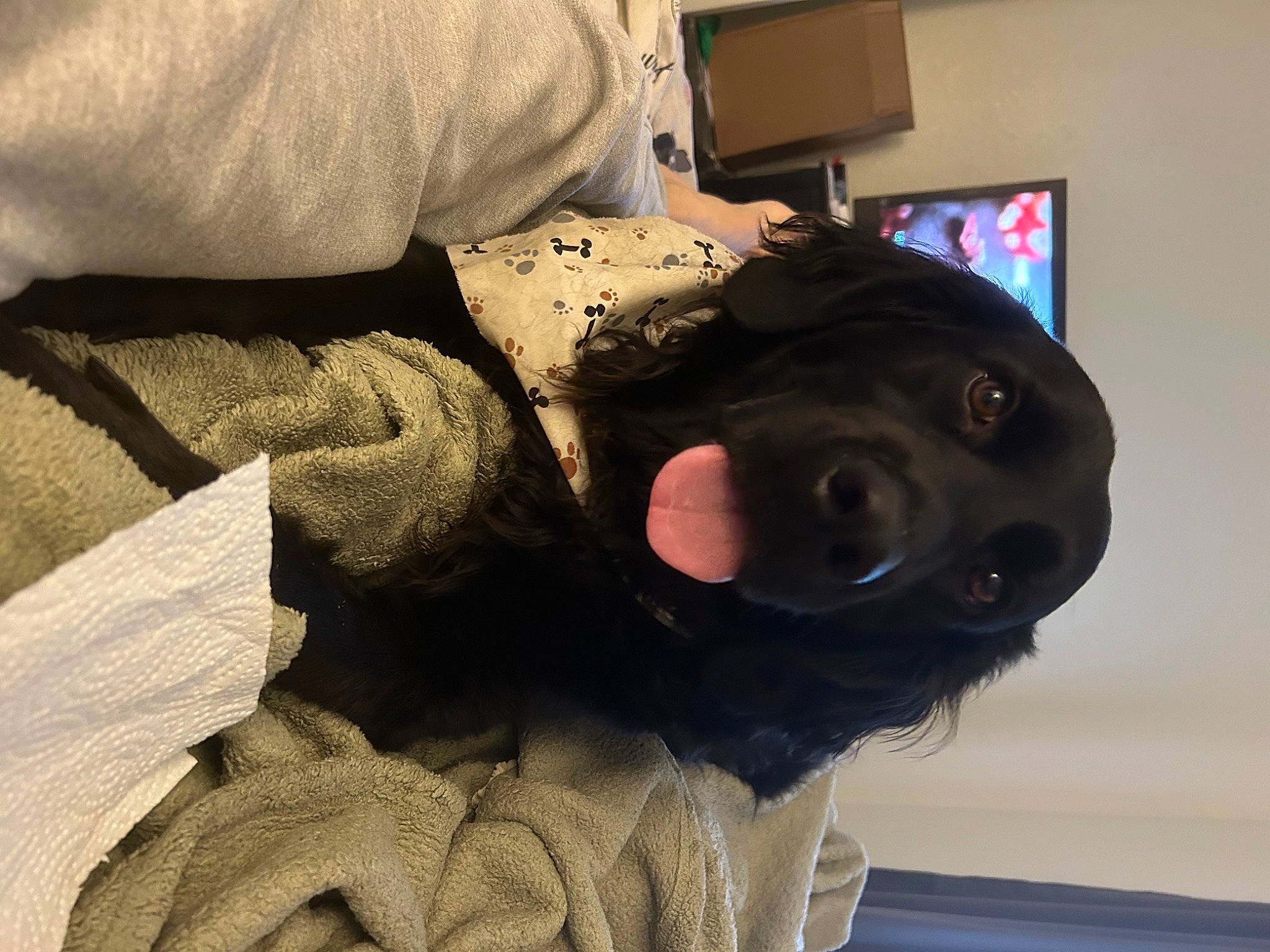 Colby is registered to the contest to win money with this photo: canidae, carnivore, comfort, companion_dog, dog, dog_breed, ear, fawn, fur, guard_dog, hat, jaw, mammal, personal_protective_equipment, selfie, sleeve, snout, sporting_group, whiskers, working_animal