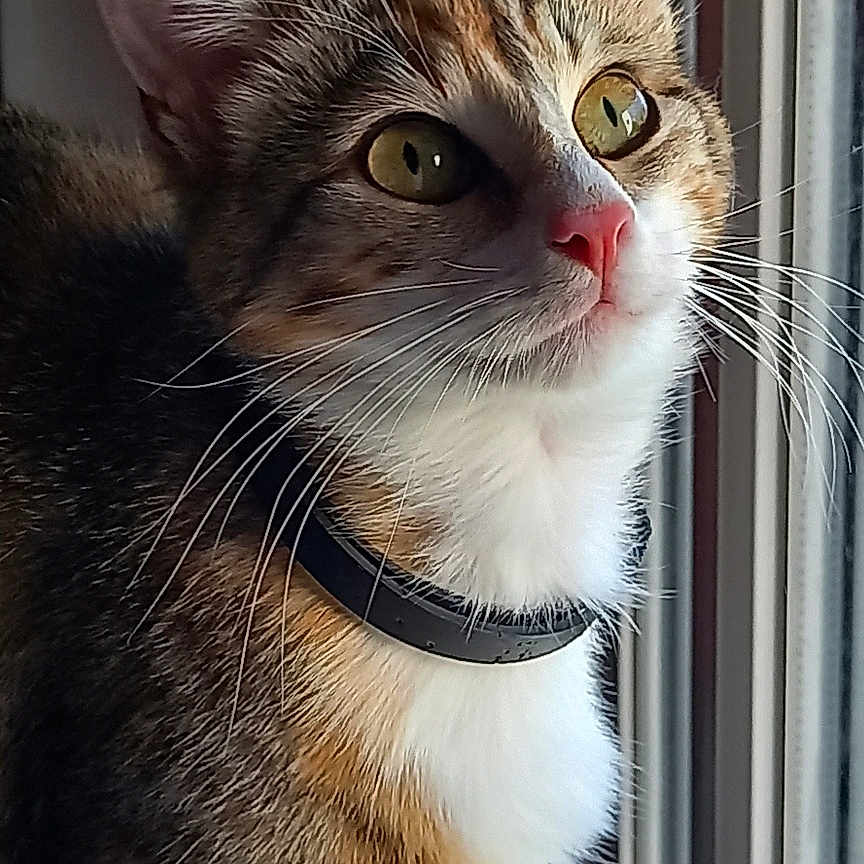 Vicky participe au concours pour gagner de l'argent avec cette photo : animal, another_cat, background_blur, cat, close_up, collar, curious, domestic, feline, fur, indoor, looking_out, pet, pink_nose, red_curtain, reflection, soft_light, whiskers, window, yellow_eyes
