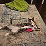 Remi joined the competition — help win amazing prizes! cat, grey_and_white, pet, rug, toy, pink_toy, stick, green_blanket, indoor, floor, playful, stretching, animal, fur, whiskers, ears, paws, home, domestic, curious