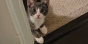 Remi joined the competition — help win amazing prizes! cat, kitten, gray_and_white, carpet, doorframe, indoor, curious, pet, animal, wide_eyes, resting, floor, corner, young, small, cute, feline, house, domestic, alert