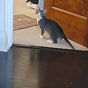 Remi is registered to the contest to win money with this photo: cat, gray_cat, white_paws, indoor, carpet, wooden_door, shoes, curious, looking_back, pet, animal, floor_transition, doorway, home, feline, domestic_cat, carpeted_floor, hardwood_floor, tail, ears