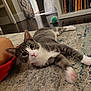 Remi joined the competition — help win amazing prizes! cat, gray_cat, white_paws, indoor, carpet, rug, toy, bookshelf, floor, curious, pet, animal, feline, stretching, living_room, home, paw, human_leg, playful, cozy