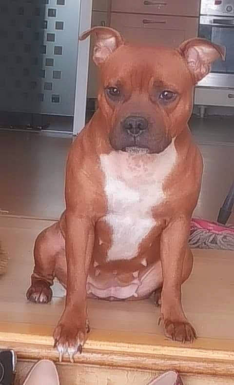 Orla a rejoint le concours — aidez-le/la à gagner de superbes lots ! american_bulldog, american_pit_bull_terrier, american_staffordshire_terrier, ancient_dog_breeds, bull_and_terrier, canidae, carnivore, cordoba_fighting_dog, dog, dog_breed, fawn, mammal, muscle, non_sporting_group, perro_de_presa_mallorquin, pit_bull, rare_breed_dog, snout, staffordshire_bull_terrier, vertebrate