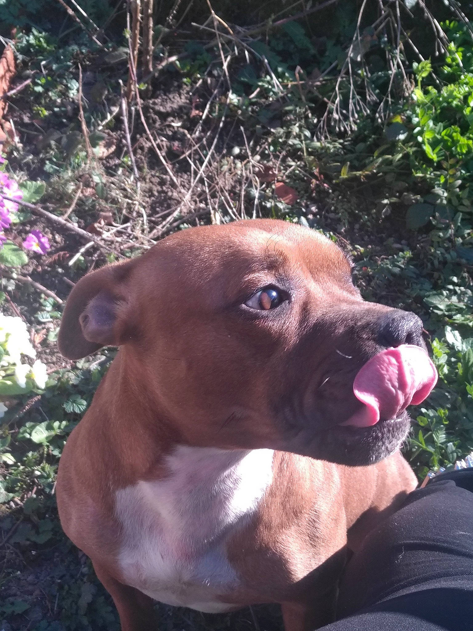 Orla a rejoint le concours — aidez-le/la à gagner de superbes lots ! alano_espanol, american_pit_bull_terrier, american_staffordshire_terrier, bandog, canidae, carnivore, dog, dog_breed, ear, fawn, mammal, mountain_cur, non_sporting_group, pit_bull, snout, sporting_group, staffordshire_bull_terrier, vertebrate