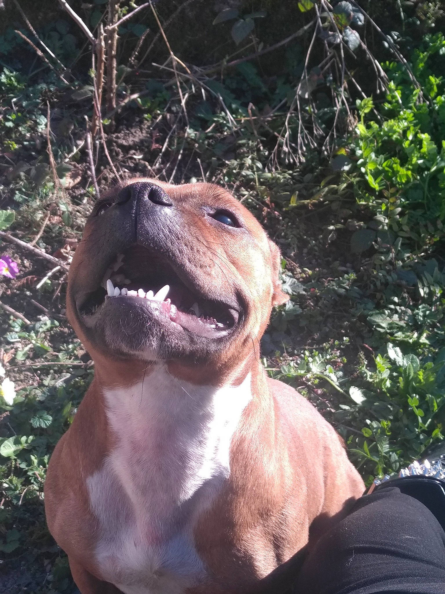 Orla participe au concours pour gagner de l'argent avec cette photo : american_staffordshire_terrier, black_mouth_cur, canidae, carnivore, dog, dog_breed, fawn, mammal, mountain_cur, snout, vertebrate