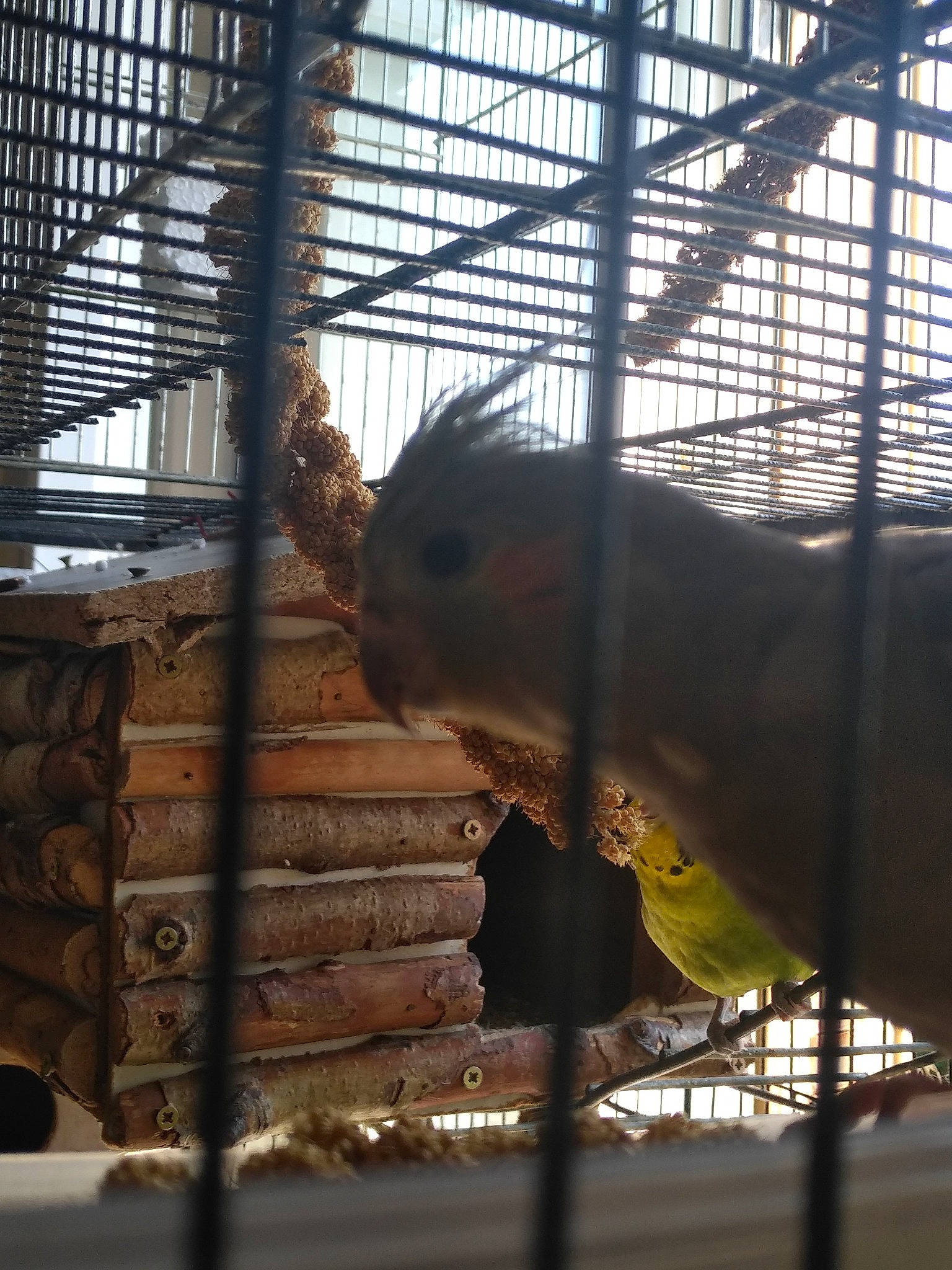 Macoco a rejoint le concours — aidez-le/la à gagner de superbes lots ! animal_shelter, cage, metal, organism, zoo