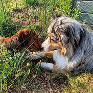 Olyia participe au concours pour gagner de l'argent avec cette photo : dog, dachshund, australian_shepherd, fence, grass, plants, sunlight, outdoor, nose_touch, pets, animal_interaction, nature, greenery, canine, friendship, lying_down, snout, garden, daylight, playful