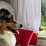 Olyia a rejoint le concours — aidez-le/la à gagner de superbes lots ! dog, window, curtain, tongue_out, side_view, pet, indoor, white_fur, brown_fur, black_fur, happy, animal, looking_outside, home, daylight, greenery, park, soft_light, canine, fur