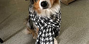 Olyia a rejoint le concours — aidez-le/la à gagner de superbes lots ! dog, scarf, houndstooth, indoor, floor, pet, animal, fur, brown, black, white, ears, eyes, cute, sitting, cozy, portrait, looking, home, cabinet