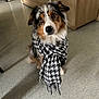 dog, scarf, houndstooth, indoor, floor, pet, animal, fur, brown, black, white, ears, eyes, cute, sitting, cozy, portrait, looking, home, cabinet