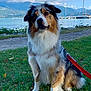 Olyia participe au concours pour gagner de l'argent avec cette photo : dog, grass, lake, mountains, sky, clouds, leash, outdoor, nature, water, sailboat, pet, animal, fur, canine, park, summer, blue_sky, greenery, scenic