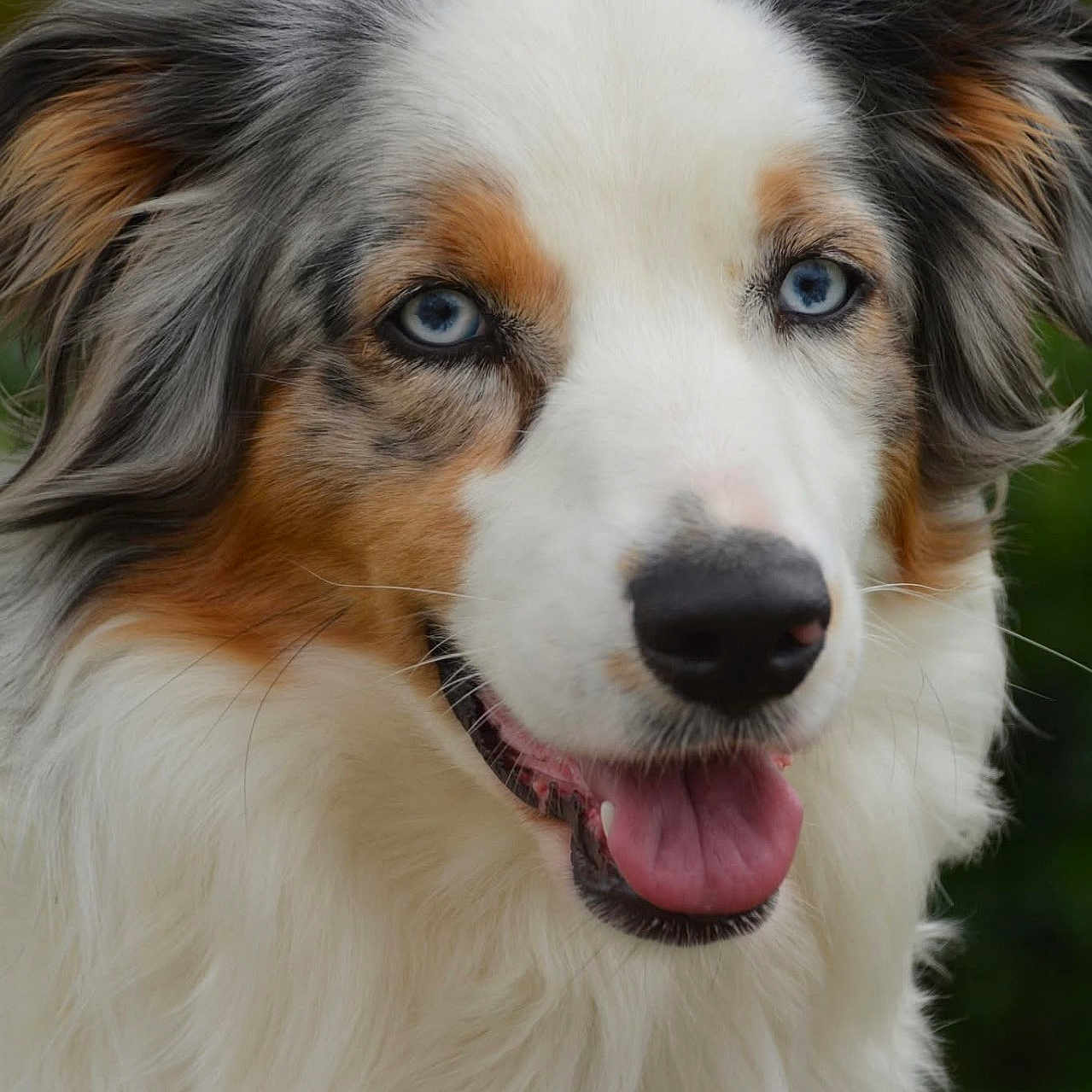 Upsie a rejoint le concours — aidez-le/la à gagner de superbes lots ! animal, australian_shepherd, blue_eyes, brown_fur, canine, close_up, dog, ears, fluffy, friendly, fur, happy, mammal, nature, outdoor, pet, portrait, smiling, tongue_out, white_fur