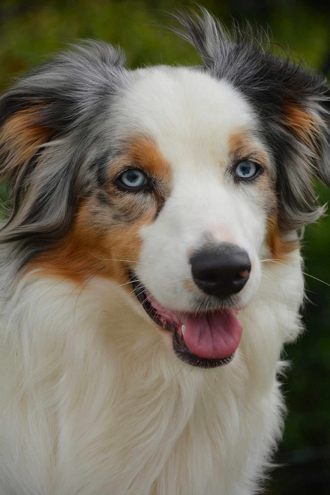 Upsie a rejoint le concours — aidez-le/la à gagner de superbes lots ! dog, australian_shepherd, blue_eyes, close_up, portrait, fluffy, white_fur, brown_fur, happy, tongue_out, pet, animal, outdoor, nature, canine, mammal, friendly, smiling, fur, ears