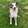 Upsie participe au concours pour gagner de l'argent avec cette photo : dog, australian_shepherd, blue_eyes, happy, sitting, tongue_out, grass, outdoor, pet, animal, fur, ears, nature, playful, friendly, canine, mammal, summer, greenery, cute