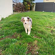 Upsie a rejoint le concours — aidez-le/la à gagner de superbes lots ! puppy, dog, grass, yard, outdoor, greenery, fence, house, cloudy_sky, tree, pet, young_animal, blue_eyes, fur, nature, garden, suburb, canine, walking, cute