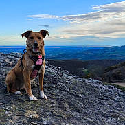 Ulka participe au concours pour gagner de l'argent avec cette photo : adventure, animal, canine, cloud, daylight, dog, grass, happy, harness, hill, landscape, mountain, nature, outdoor, pet, rock, scenery, sitting, sky, travel
