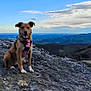 adventure, animal, canine, cloud, daylight, dog, grass, happy, harness, hill, landscape, mountain, nature, outdoor, pet, rock, scenery, sitting, sky, travel