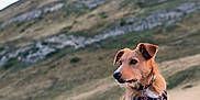 Ulka a rejoint le concours — aidez-le/la à gagner de superbes lots ! alert, animal, brown_dog, canine, daylight, dog, ears_up, field, fur, grass, harness, landscape, mountain, nature, outdoor, pet, rocky_ground, scenery, sitting, sky