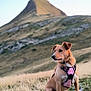alert, animal, brown_dog, canine, daylight, dog, ears_up, field, fur, grass, harness, landscape, mountain, nature, outdoor, pet, rocky_ground, scenery, sitting, sky