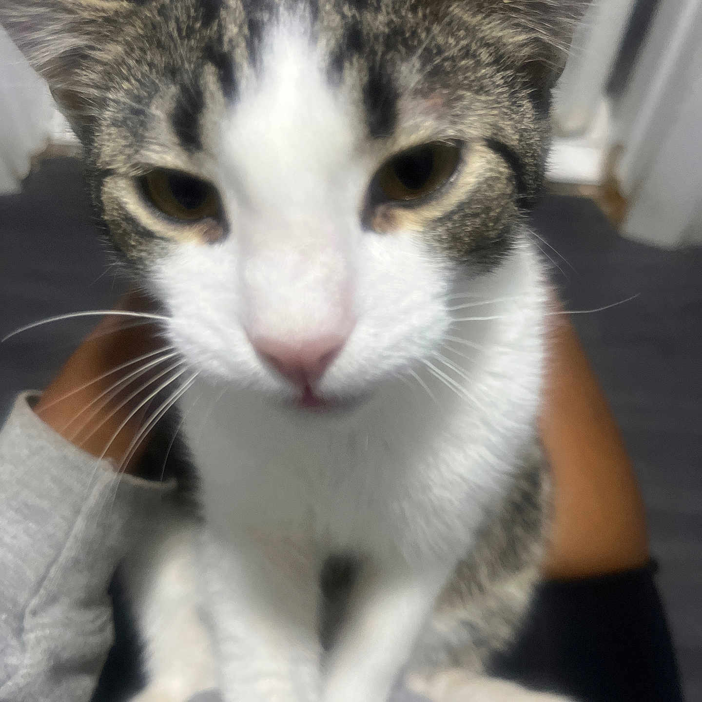 Tutus joined the competition — help win amazing prizes! abyssinian, animal, cat, egyptiancat, kitten, manx, pet, siamese