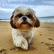 Uméa participe au concours pour gagner de l'argent avec cette photo : dog, beach, sand, ocean, cloudy_sky, paw_prints, fluffy, cute, pet, walking, outdoor, animal, canine, fur, nature, shore, playful, small_dog, happy, daytime
