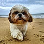 dog, beach, sand, ocean, cloudy_sky, paw_prints, fluffy, cute, pet, walking, outdoor, animal, canine, fur, nature, shore, playful, small_dog, happy, daytime