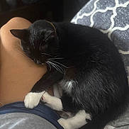 Boba joined the competition — help win amazing prizes! animal, black_cat, blanket, cat, comfort, cozy, cute, domestic_animal, feline, fur, indoor, lap, patterned, person, pet, relaxation, resting, sleeping_cat, whiskers, white_paws