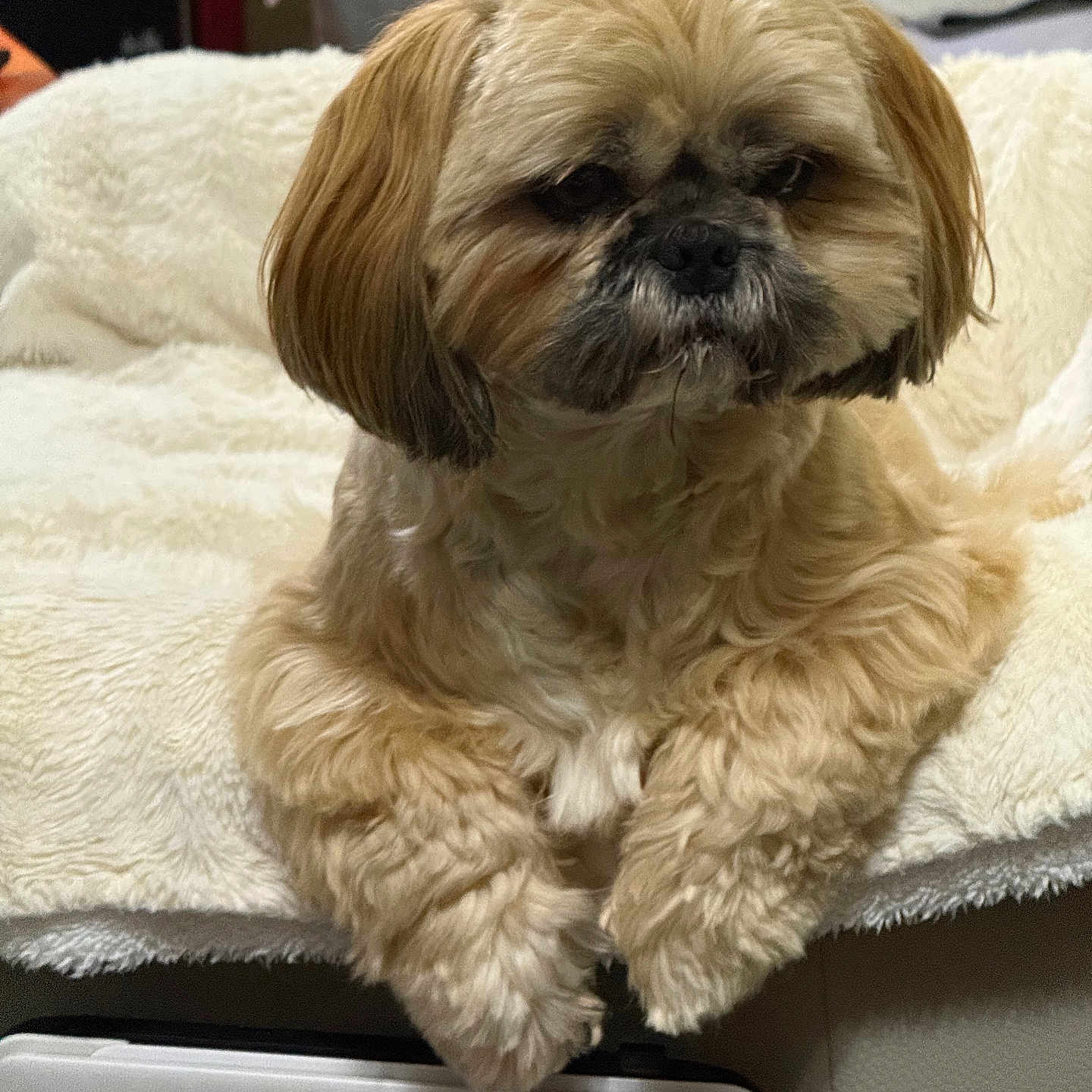 Shana a rejoint le concours — aidez-le/la à gagner de superbes lots ! dog, fluffy, beige, pet, indoor, blanket, couch, furniture, resting, cute, animal, companion, fur, paws, face, home, relaxed, cozy, domestic, canine