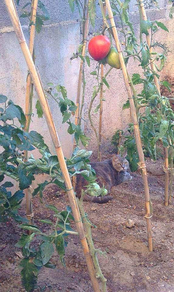 Clochette participe au concours pour gagner de l'argent avec cette photo : flower, fruit, fruit_tree, plant, plant_stem, tamarillo, tree