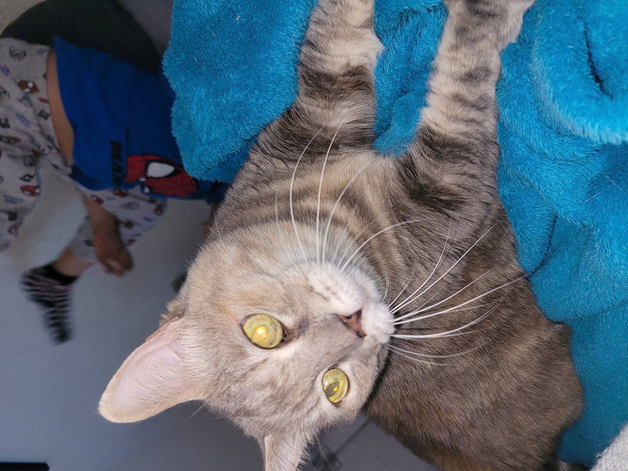 Clochette participe au concours pour gagner de l'argent avec cette photo : carnivore, cat, claw, comfort, domestic_short_haired_cat, electric_blue, felidae, fur, grey, paw, plant, russian_blue, small_to_medium_sized_cats, snout, tail, vegetable, whiskers