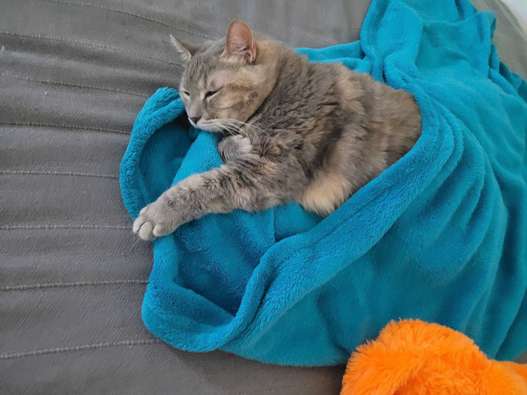 Clochette participe au concours pour gagner de l'argent avec cette photo : aqua, carnivore, cat, cat_bed, cat_supply, claw, comfort, domestic_short_haired_cat, electric_blue, felidae, fur, grey, linens, nap, pattern, paw, sleep, small_to_medium_sized_cats, tail, whiskers