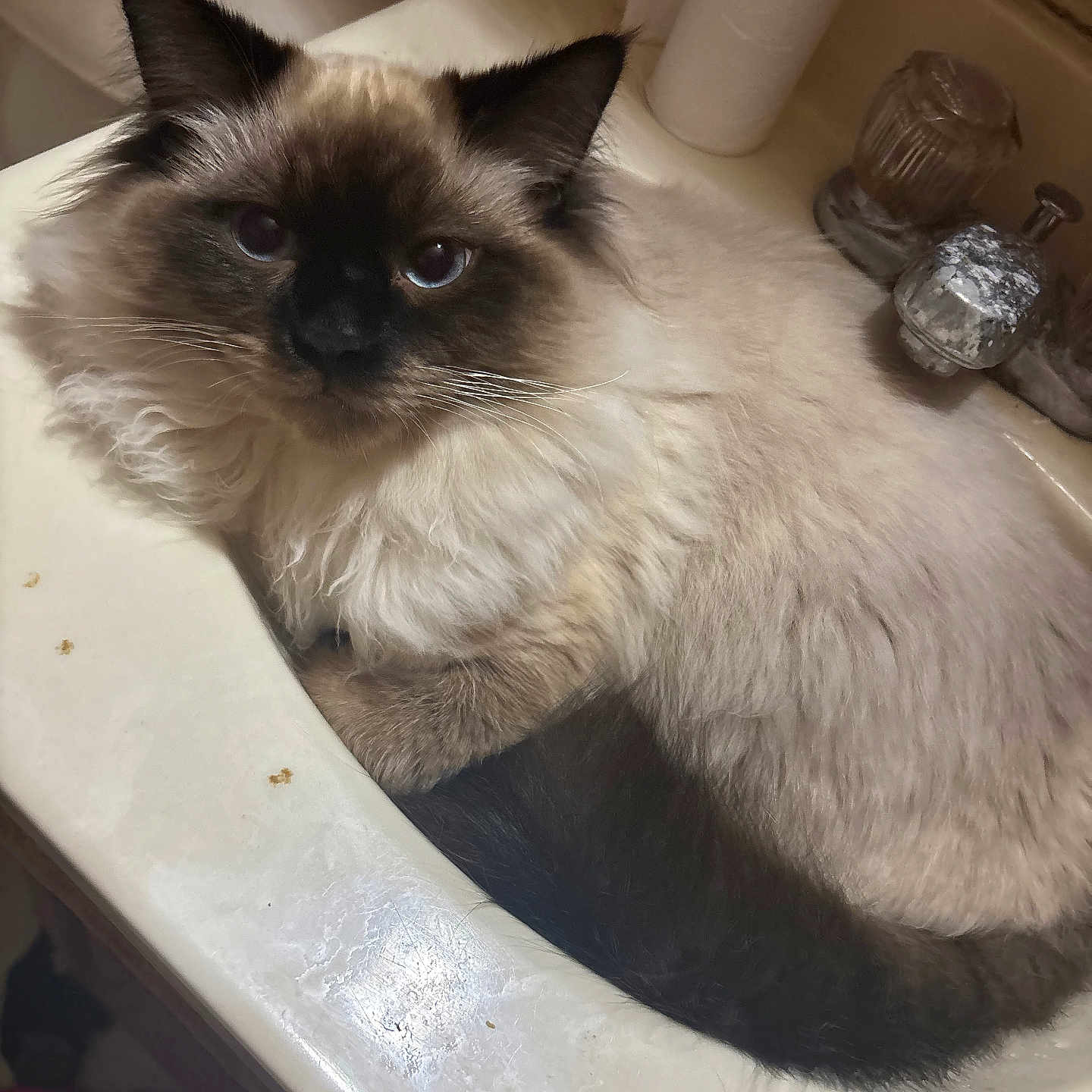 Kitty Baby